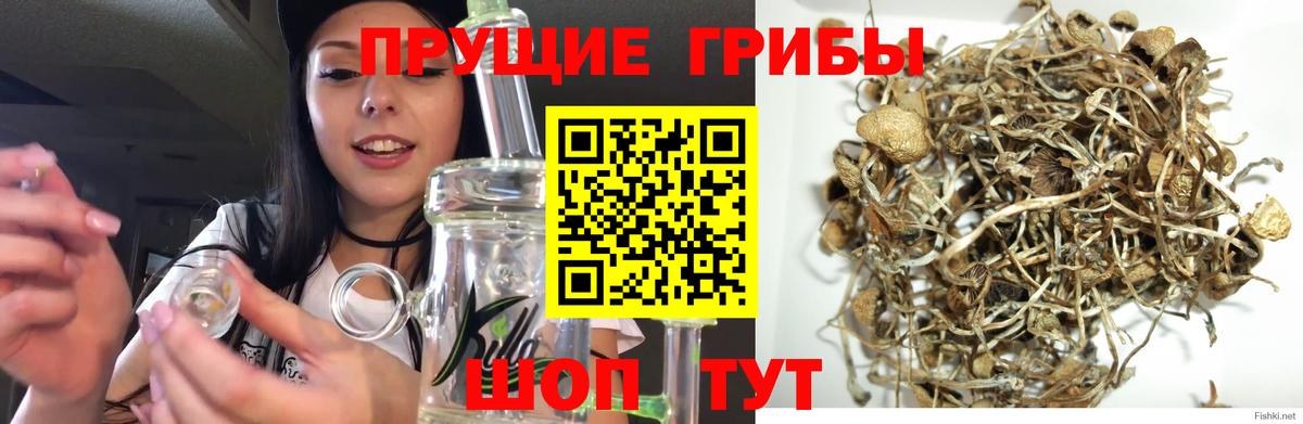 Галлюциногенные грибы MAGIC MUSHROOMS Гуково